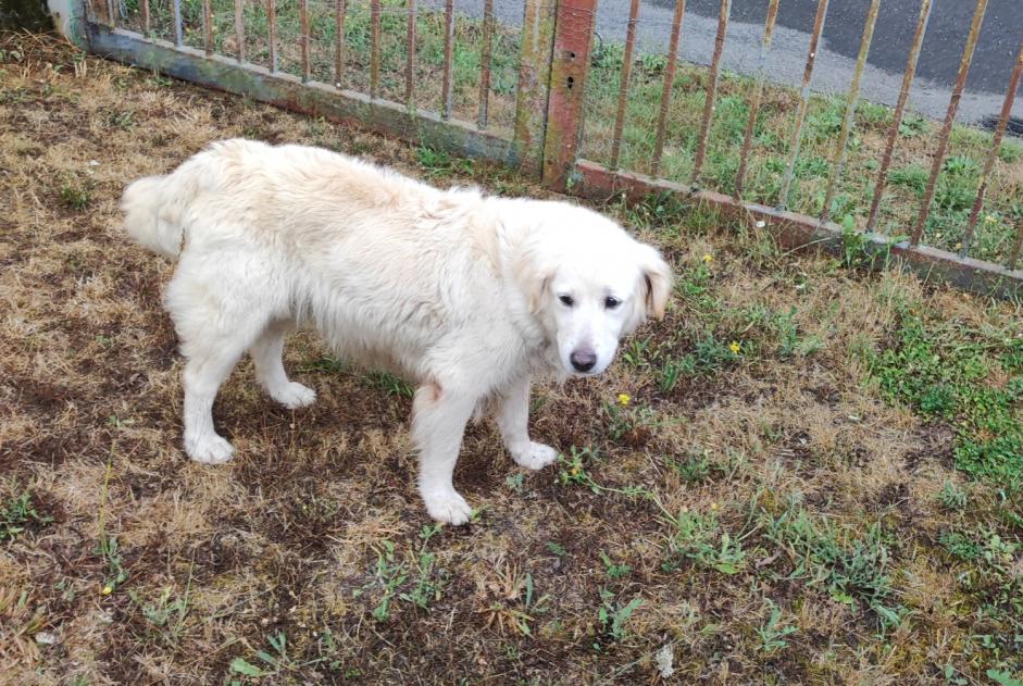 Fundmeldung Hund Weiblich Saint-Romain Frankreich