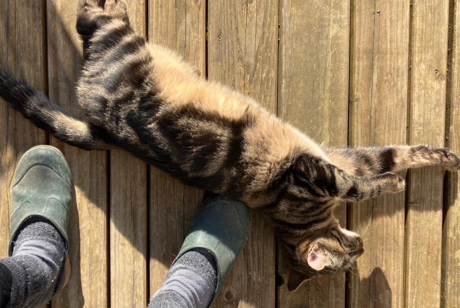 Fundmeldung Katze rassenmischung Männliche Saintry-sur-Seine Frankreich