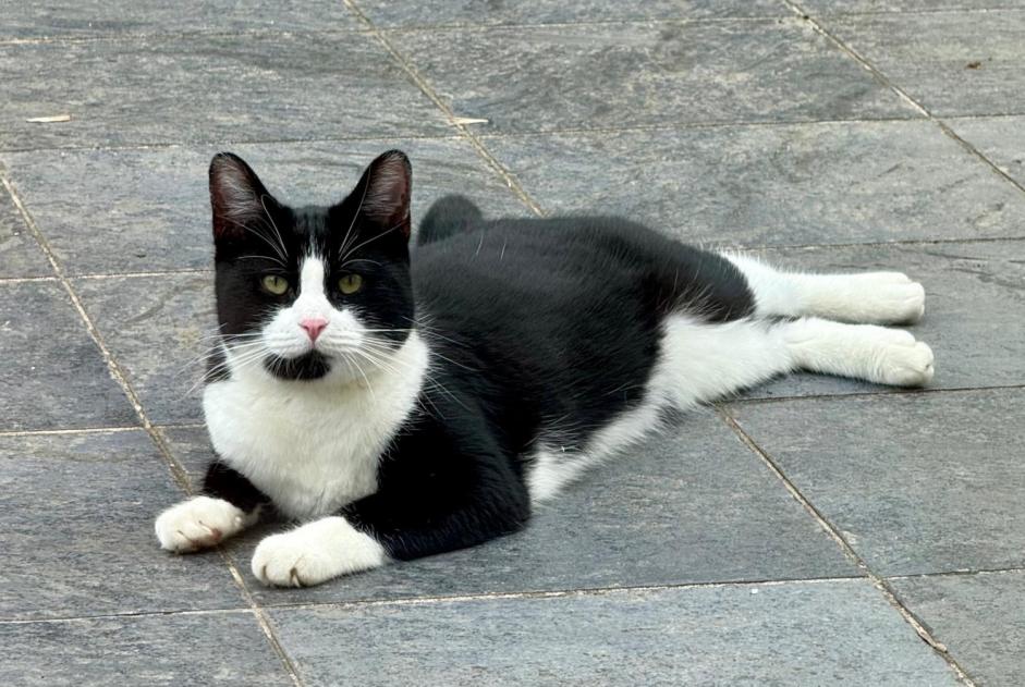 Vermisstmeldung Katze Männliche , 2024 jahre Palaiseau Frankreich