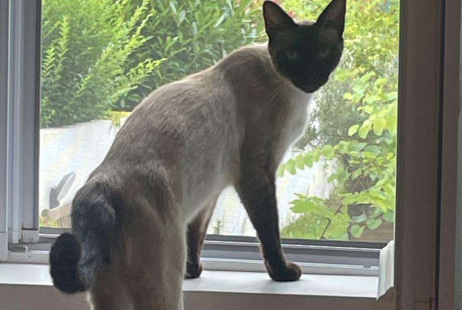 Vermisstmeldung Katze  Männliche , 2 jahre Villefranque Frankreich