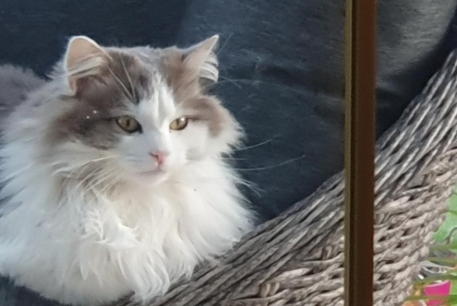 Disappearance alert Cat Male , 5 years Dracy-Saint-Loup France