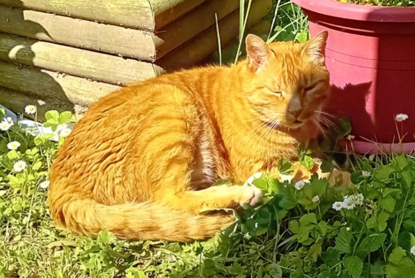 Alerta de Desaparición Gato Macho , 12 años Anglet Francia