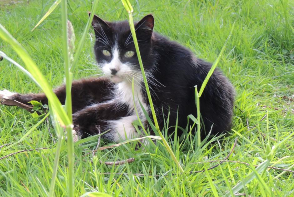 Alerte Disparition Chat Mâle , 12 ans La Lande-Patry France