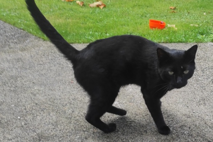 Alerte Découverte Chat Mâle Arthez-d'Asson France