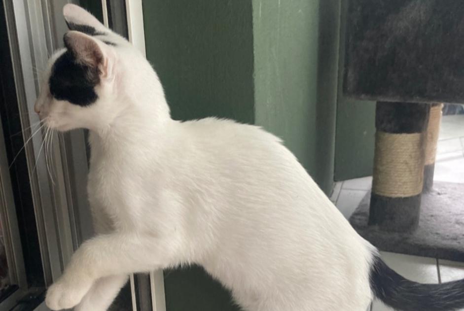 Alerte Découverte Chat Mâle Bayonne France