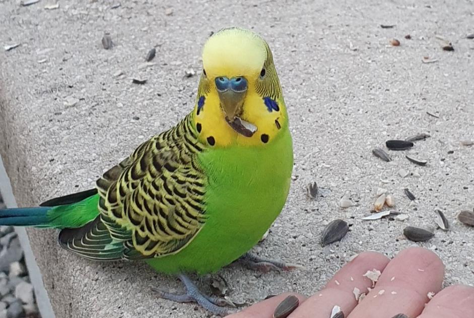 Alerte Découverte Oiseau Inconnu Fontain France