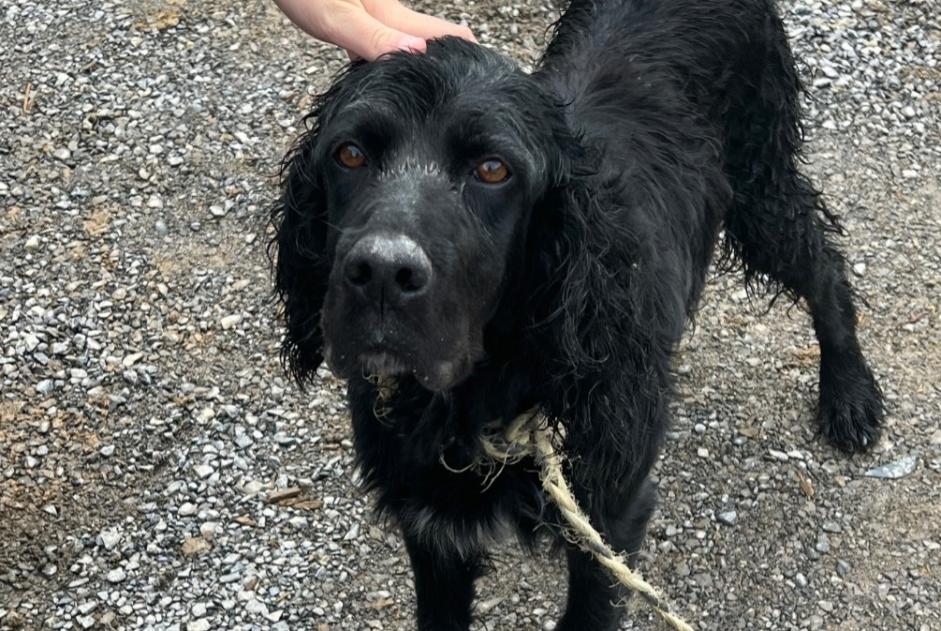 Avviso Ritrovamento Cane Maschio Ainhoa Francia