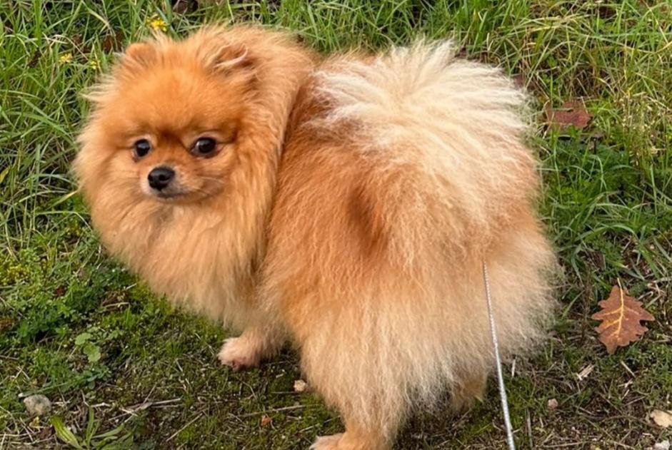 Vermësstemeldung Hond  Weiblech , 4 joer Brétigny-sur-Orge France