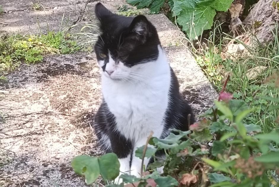 Vermësstemeldung Kaz Weiblech , 9 joer Vigneux-sur-Seine France