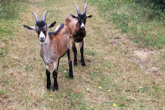 Alerta descoberta Cabra Desconhecido Villemort France