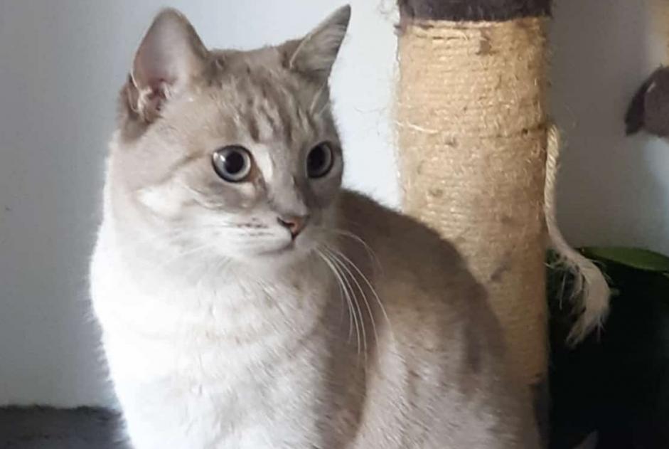 Alerta desaparecimento Gato cruzamento Fêmea , 8 anos Boutigny-sur-Essonne France