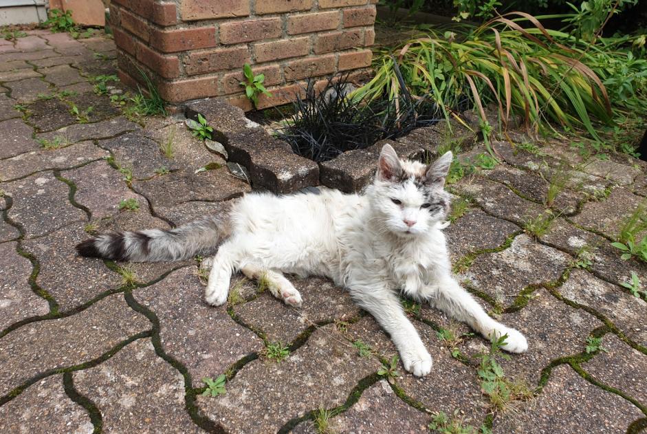 Alerta descoberta Gato Desconhecido Nozay France